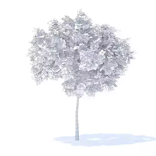 Plum Tree 3D Model 3D model