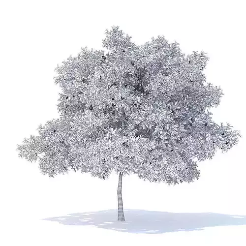 Pear Tree with Fruits 3D Model