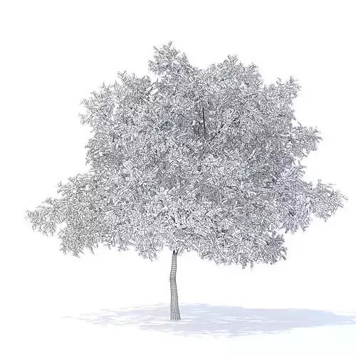 Pear Tree with Flowers 3D Model 3D model