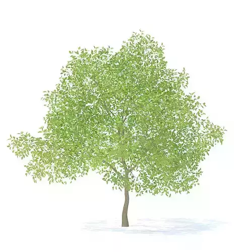 Pear Tree with Flowers 3D Model