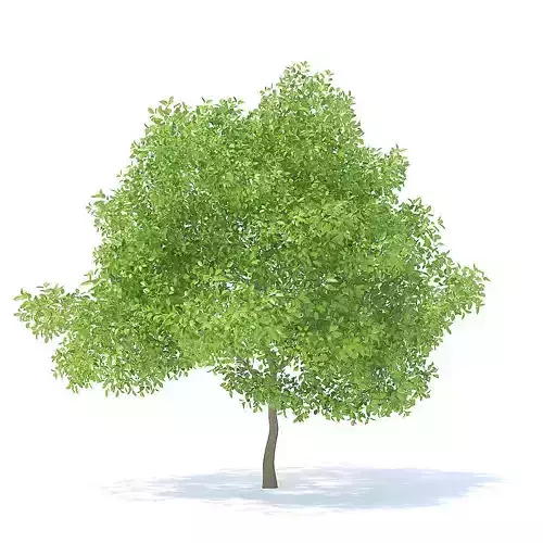 Pear Tree 3D Model