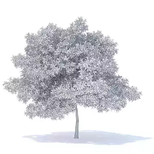 Pear Tree 3D Model