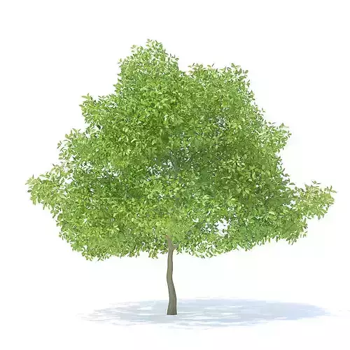 Pear Tree 3D Model