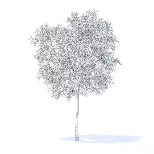 Pear Tree with Flowers 3D Model 