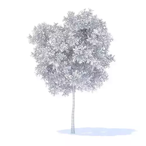 Pear Tree 3D Model