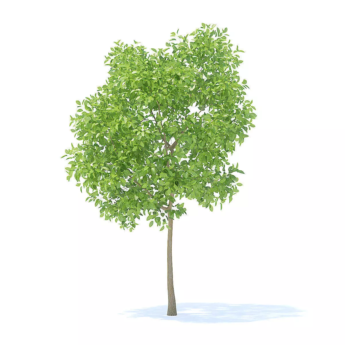 Pear Tree 3D Model 3D model_5