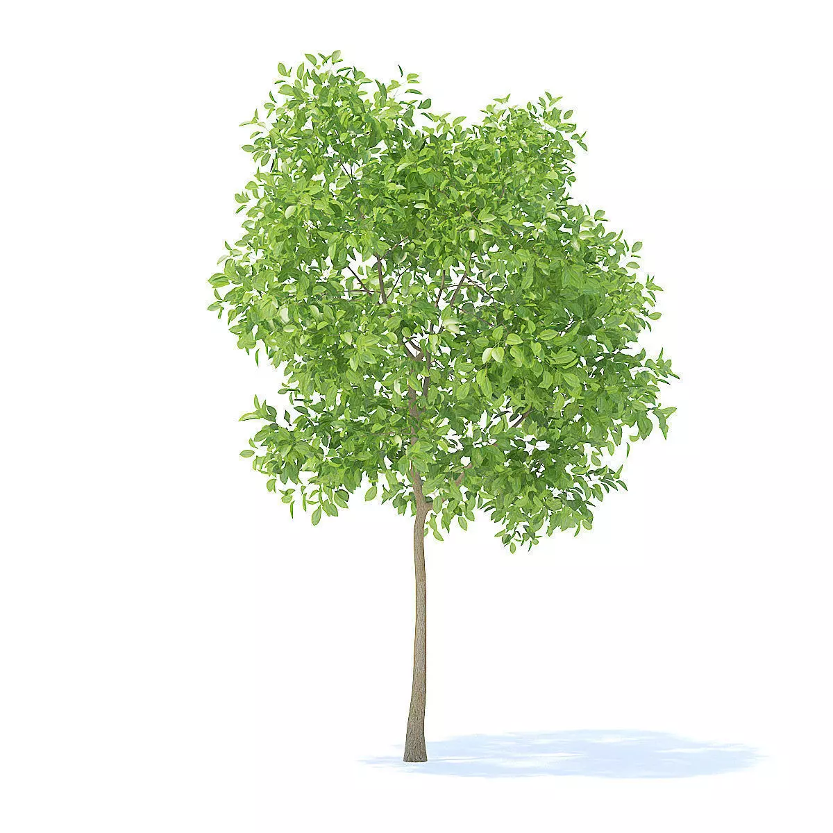 Pear Tree 3D Model 3D model_1