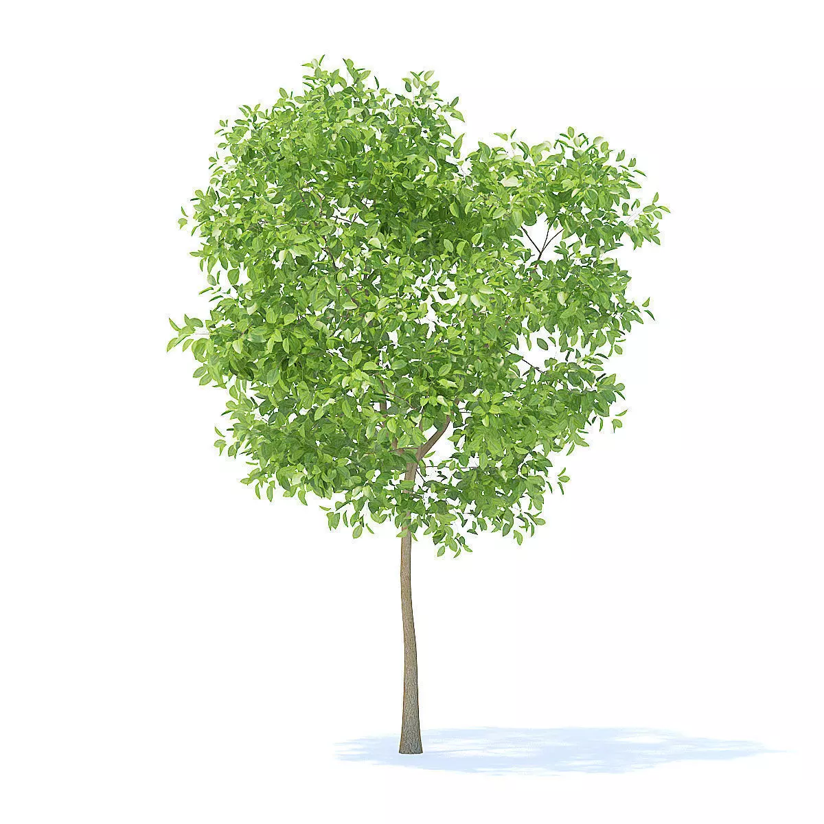 Pear Tree 3D Model 3D model_3