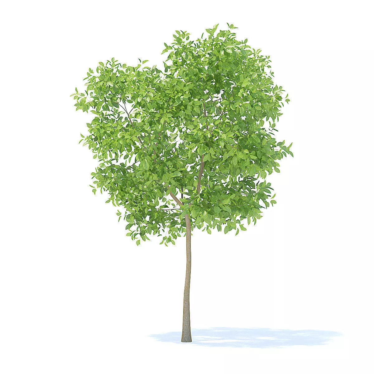 Pear Tree 3D Model 3D model_7