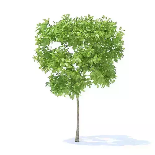 Pear Tree 3D Model