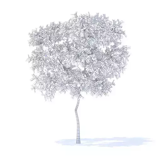 Pear Tree with Flowers 3D Model