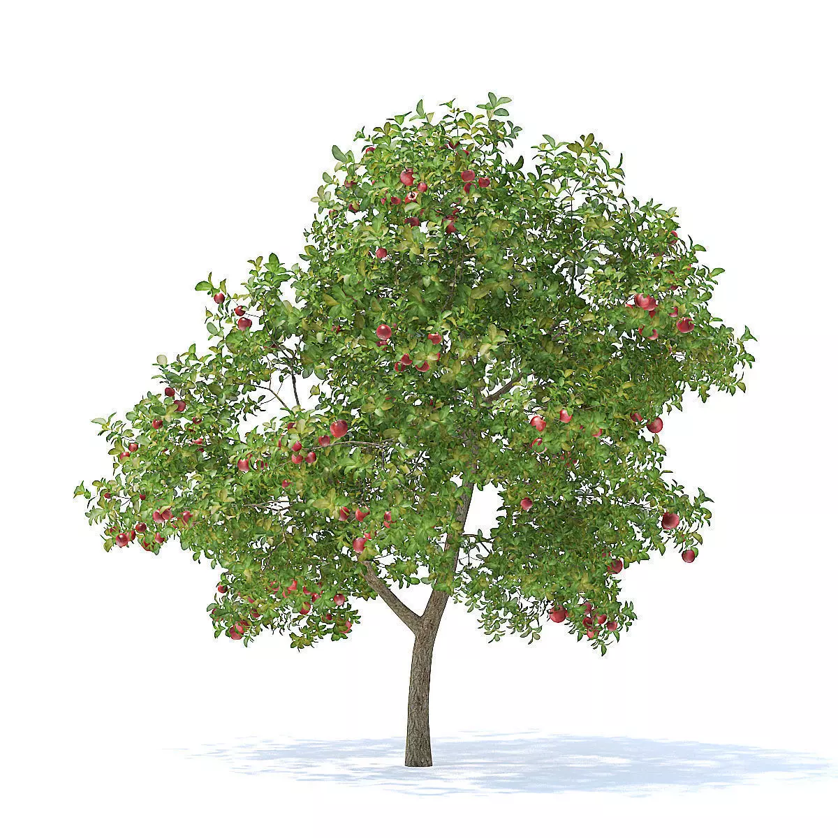 Apple Tree with Fruits 3D Model 3D model_7