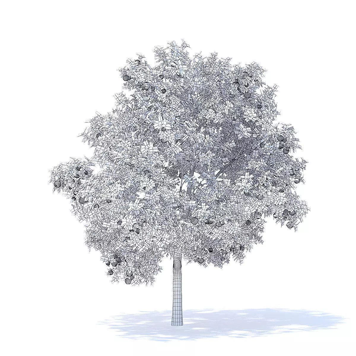 Apple Tree with Fruits 3D Model 3D model_6