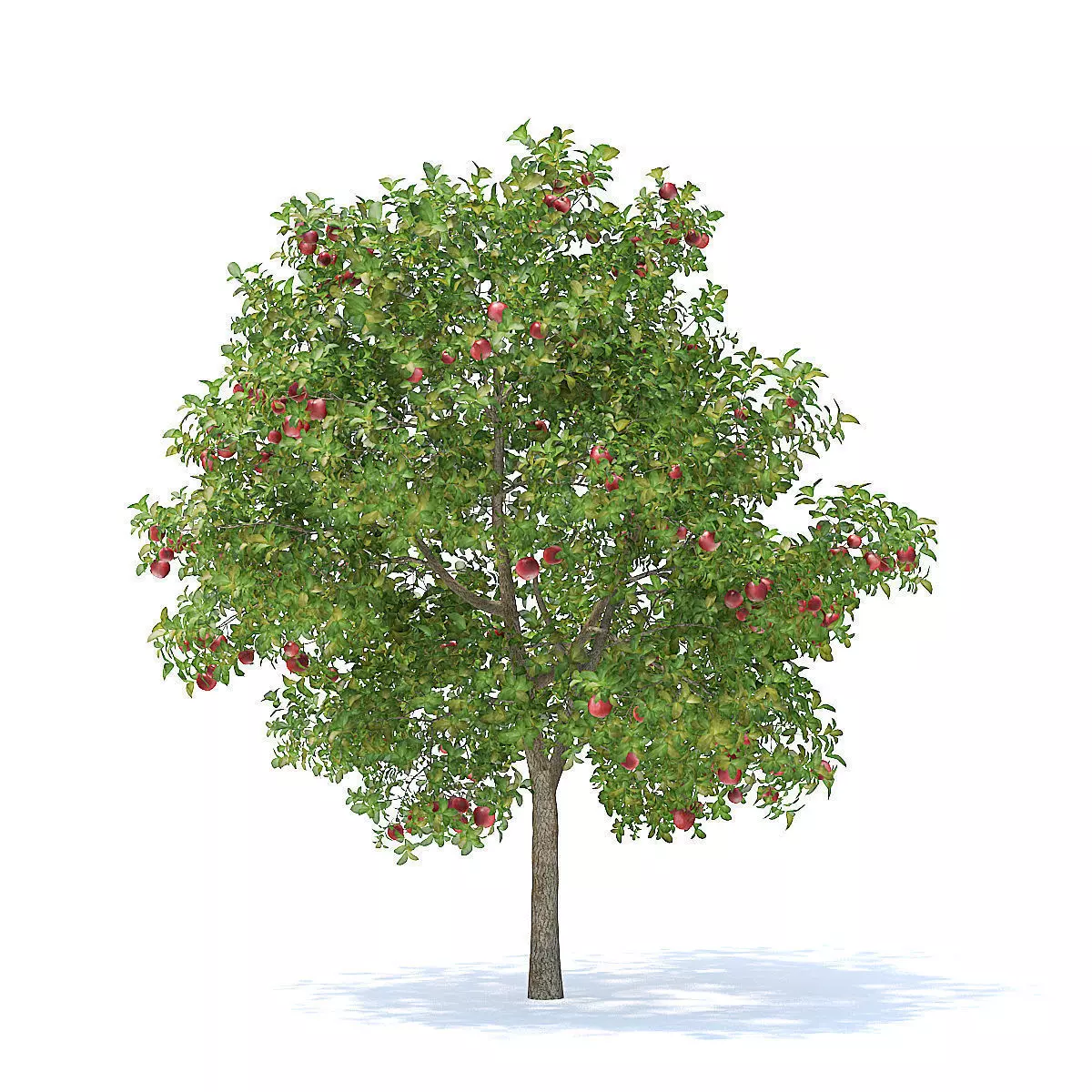 Apple Tree with Fruits 3D Model 3D model_1