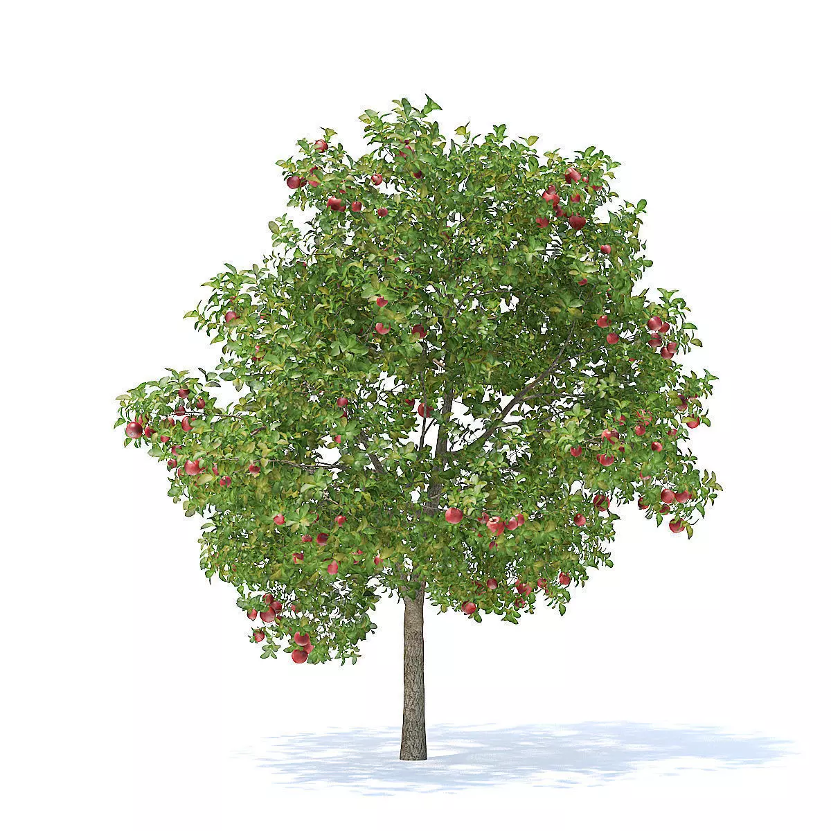 Apple Tree with Fruits 3D Model 3D model_5