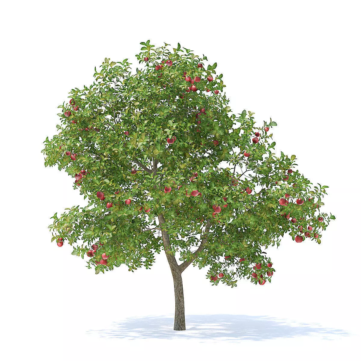Apple Tree with Fruits 3D Model 3D model_3