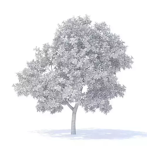 Apple Tree 3D Model