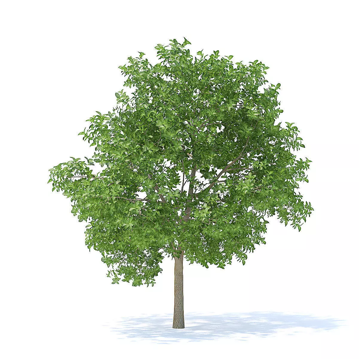Apple Tree 3D Model 3D model_5