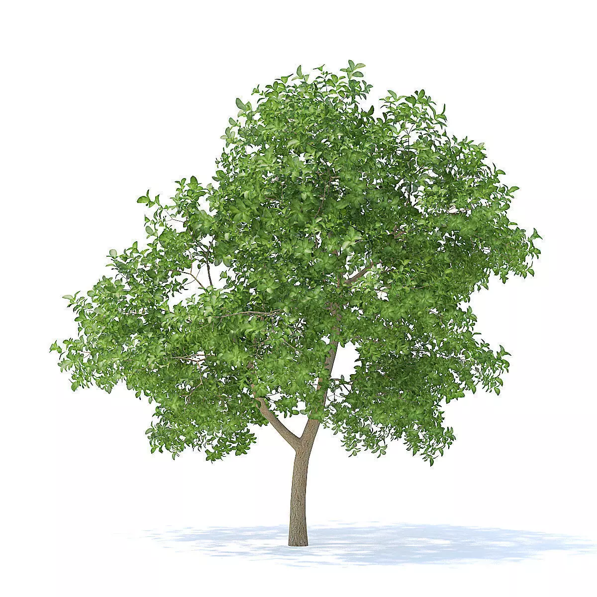 Apple Tree 3D Model 3D model_7