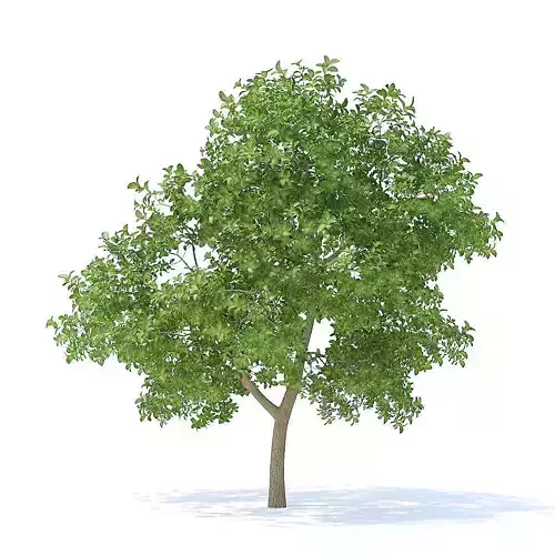 Apple Tree 3D Model