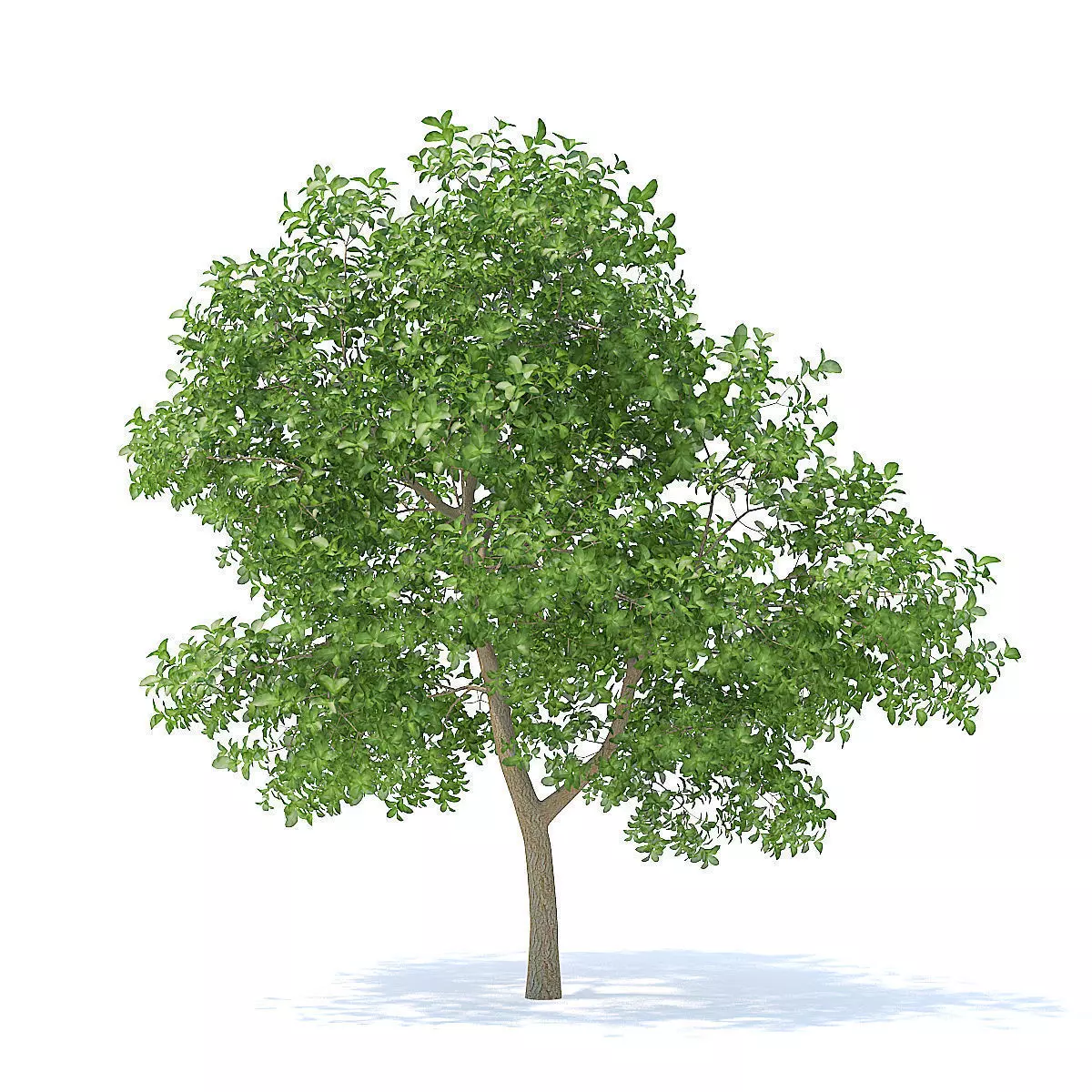 Apple Tree 3D Model 3D model_3