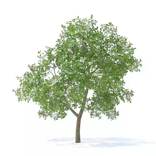 Apple Tree with Flowers 3D Model