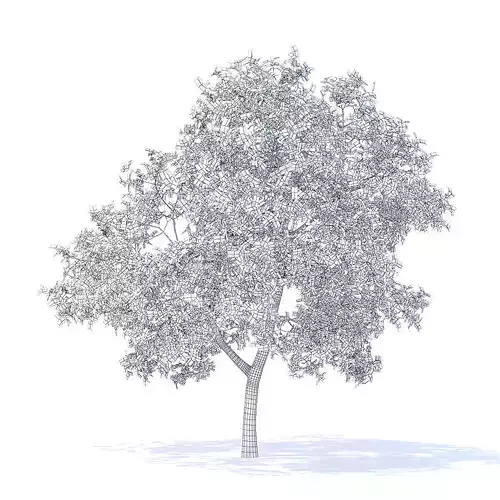Apple Tree with Flowers 3D Model