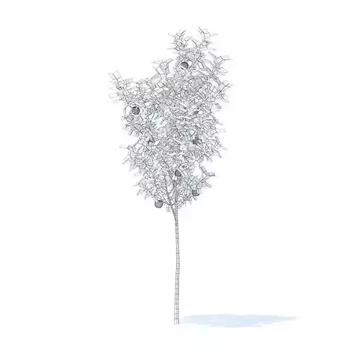 Apple Tree with Fruits 3D Model