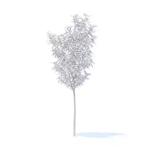 Apple Tree 3D Model