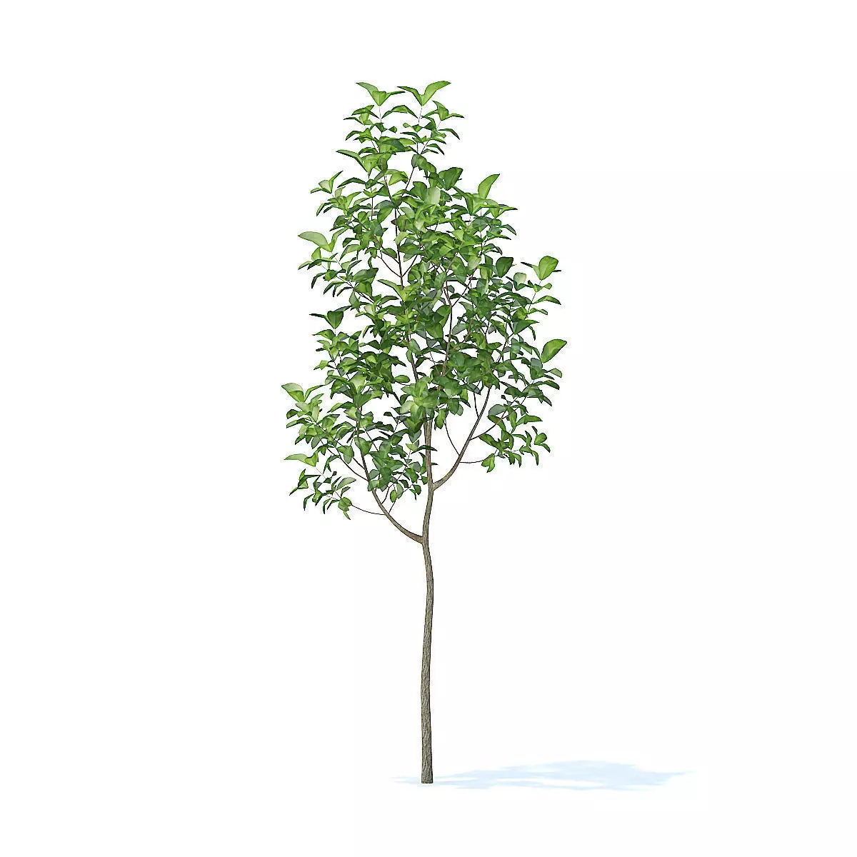 Apple Tree 3D Model 3D model_5