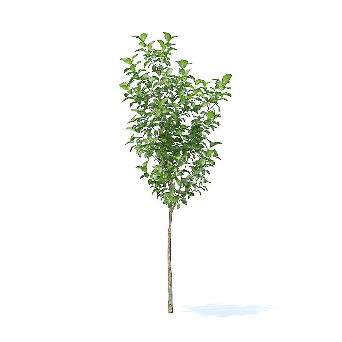Apple Tree 3D Model 3D model_3