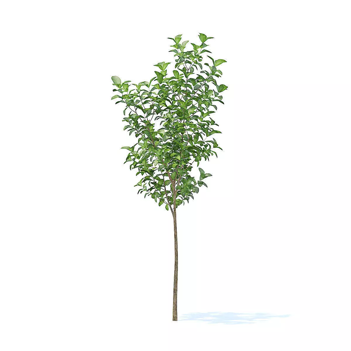 Apple Tree 3D Model 3D model_7