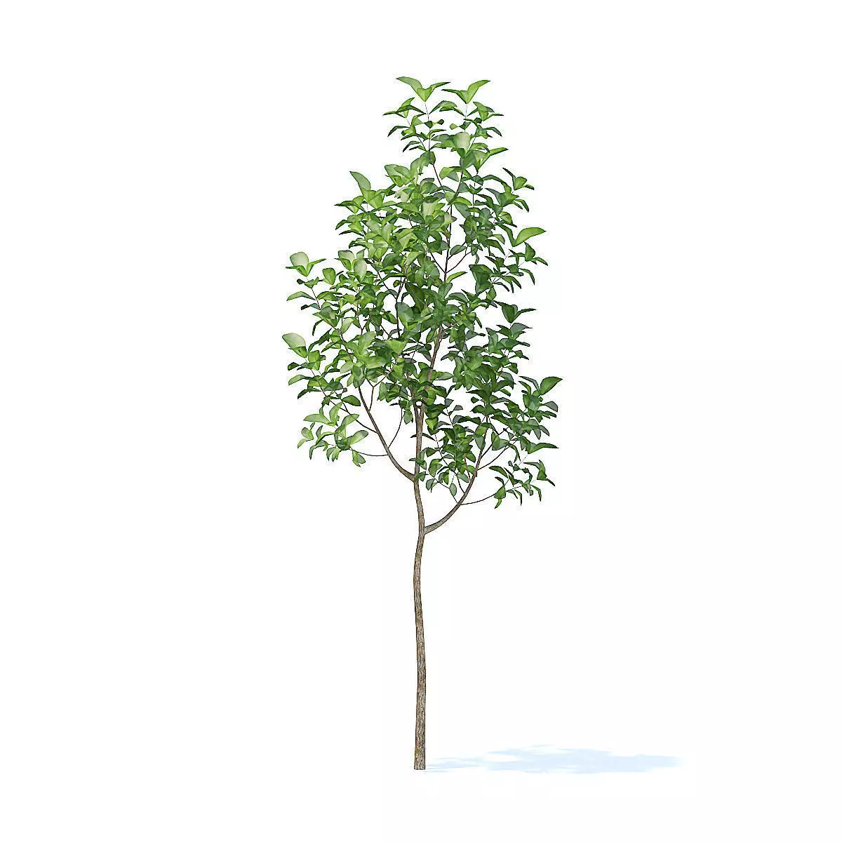Apple Tree 3D Model 3D model_1