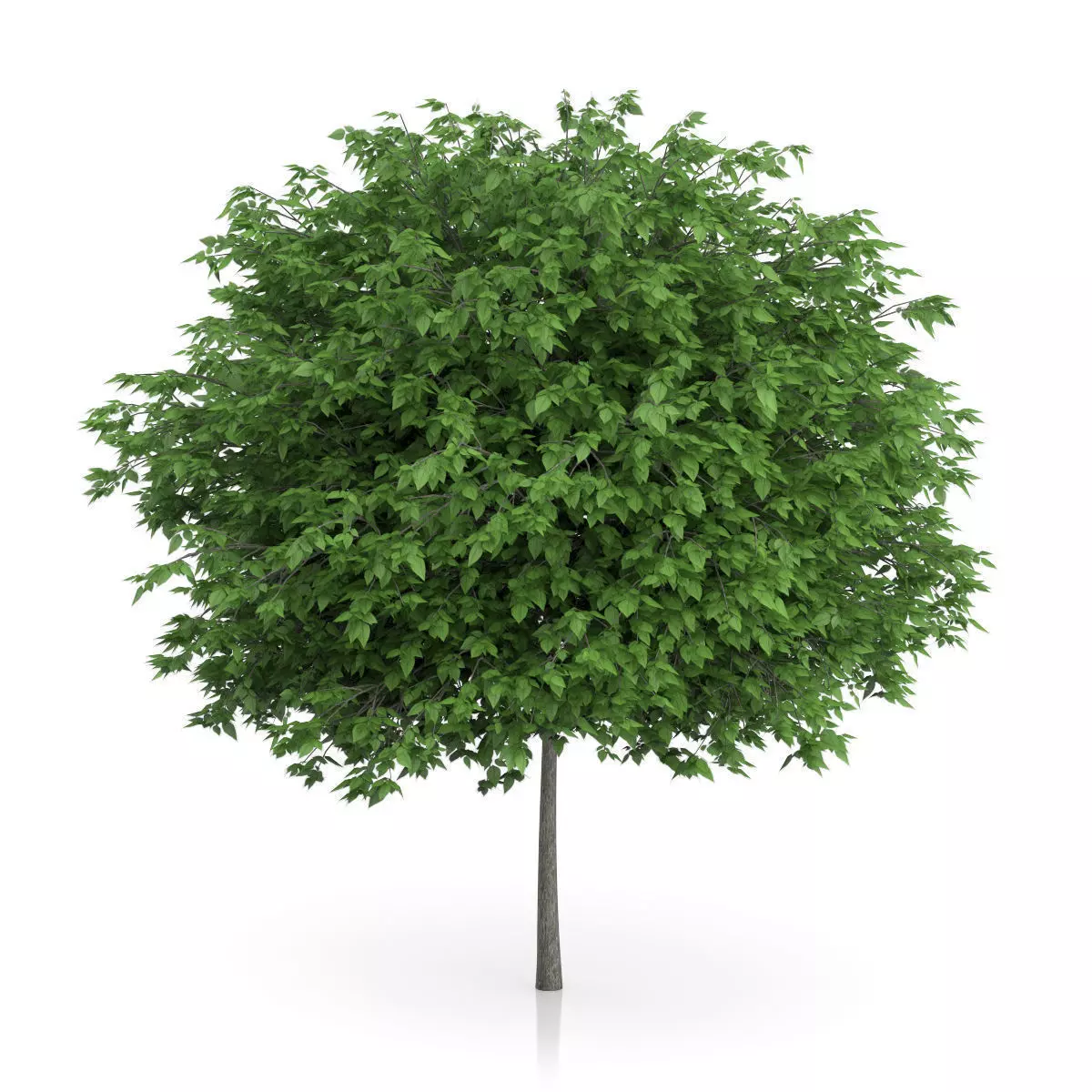 Cigar Tree Catalpa bignonioides 3D model
