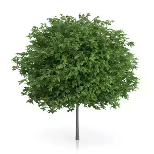 Cigar Tree Catalpa bignonioides 3D model