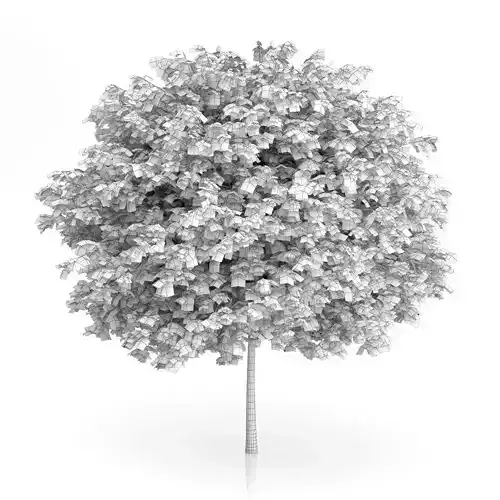 Cigar Tree Catalpa bignonioides