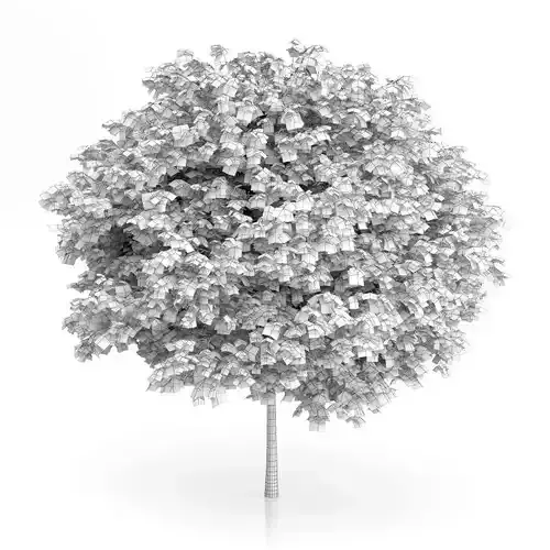 Cigar Tree Catalpa bignonioides