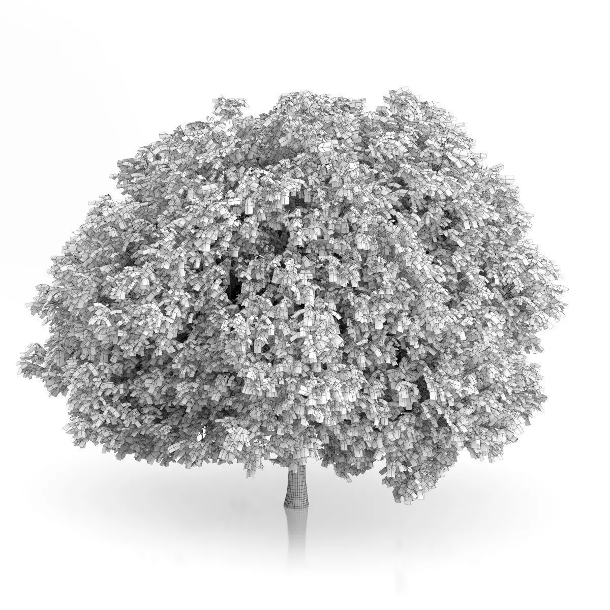 Crack Willow Tree Salix fragilis 3D model_3