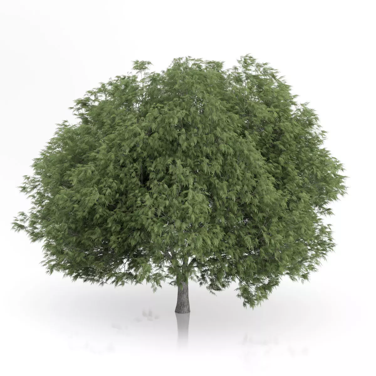 Crack Willow Tree Salix fragilis 3D model_2