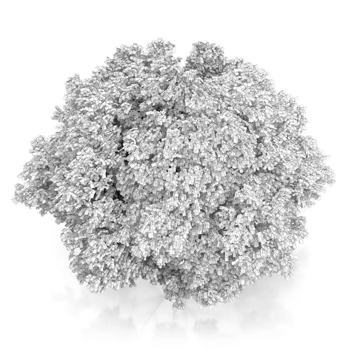 Crack Willow Tree Salix fragilis 3D model_5