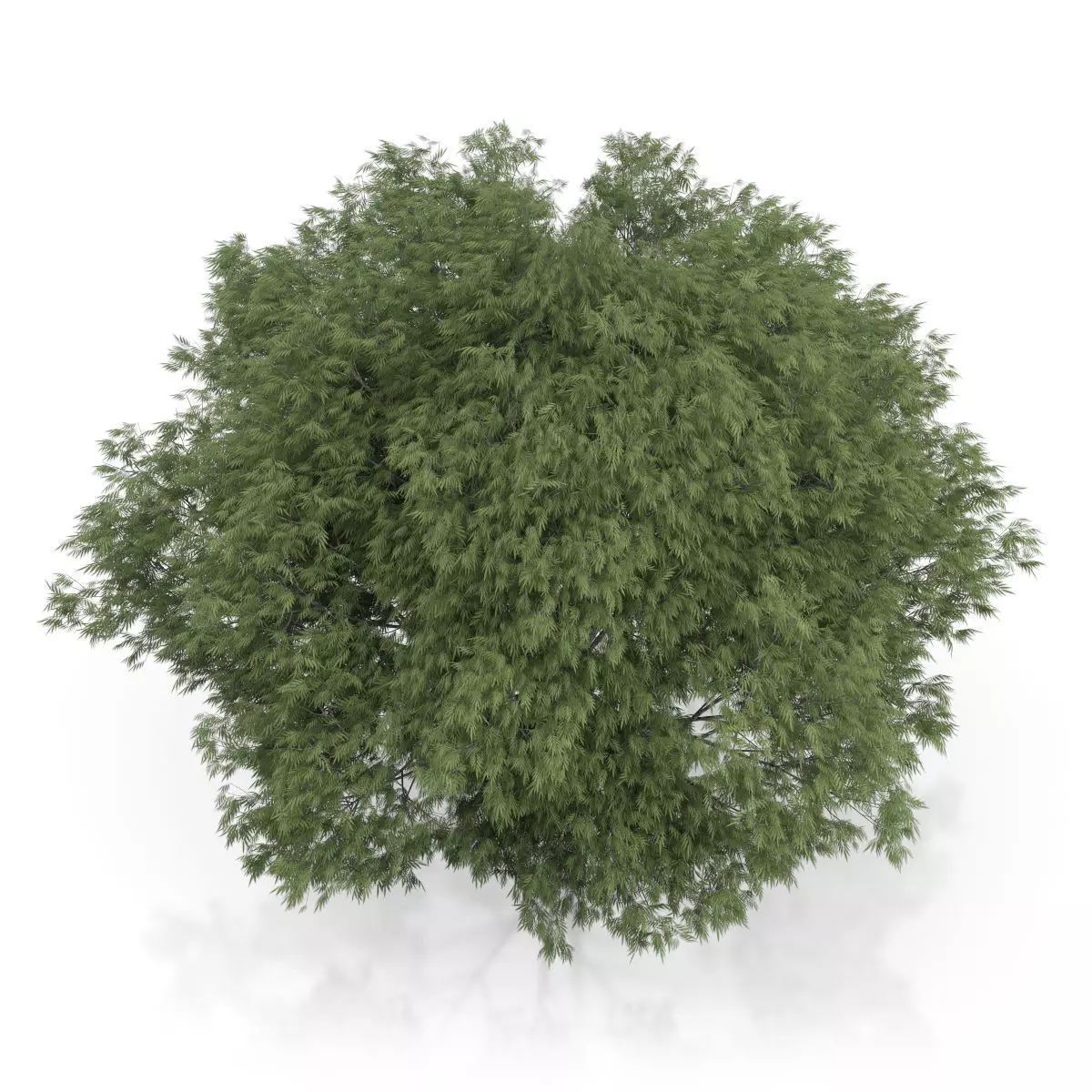 Crack Willow Tree Salix fragilis 3D model_4