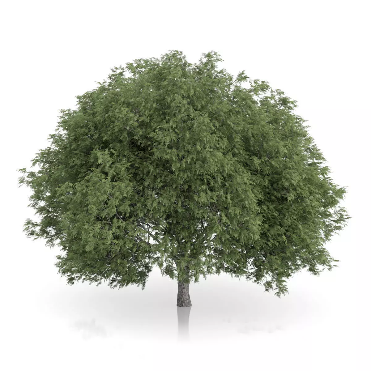Crack Willow Tree Salix fragilis 3D model_0