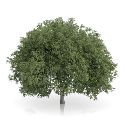 Crack Willow Tree Salix fragilis 3D model