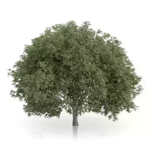 Crack Willow Tree Salix fragilis 3D model