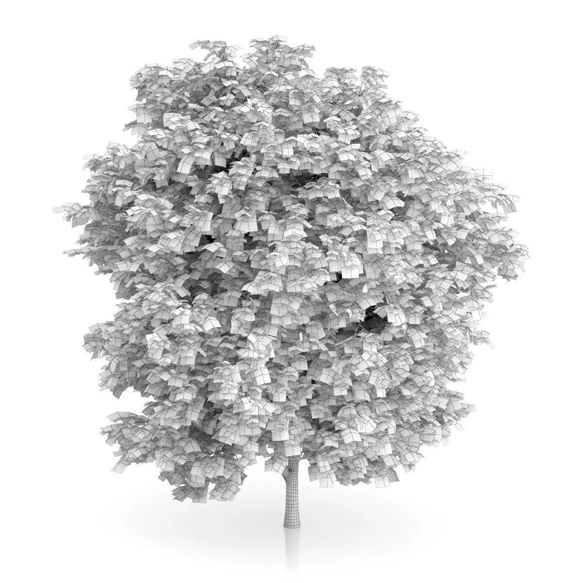 Cigar Tree Catalpa bignonioides 3D model_3
