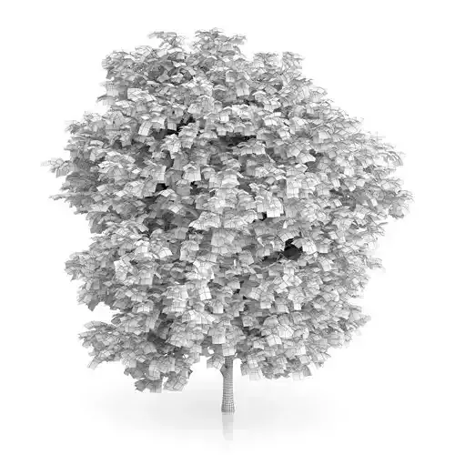 Cigar Tree Catalpa bignonioides