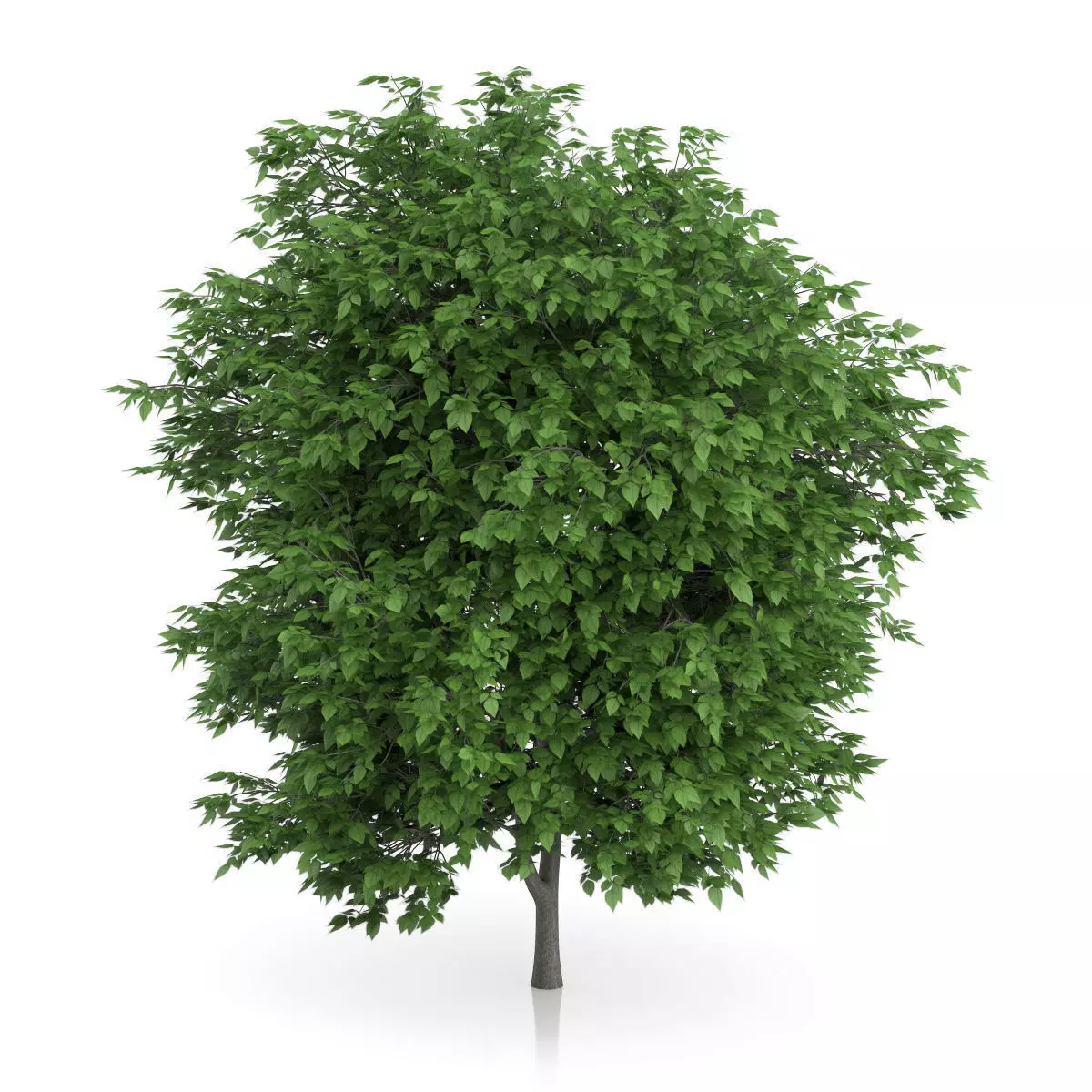 Cigar Tree Catalpa bignonioides 3D model_2