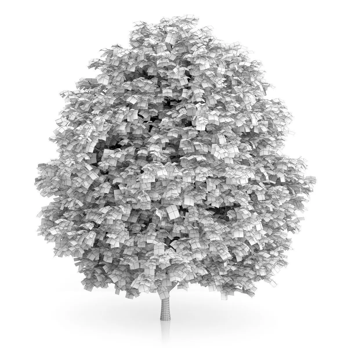 Cigar Tree Catalpa bignonioides 3D model_1