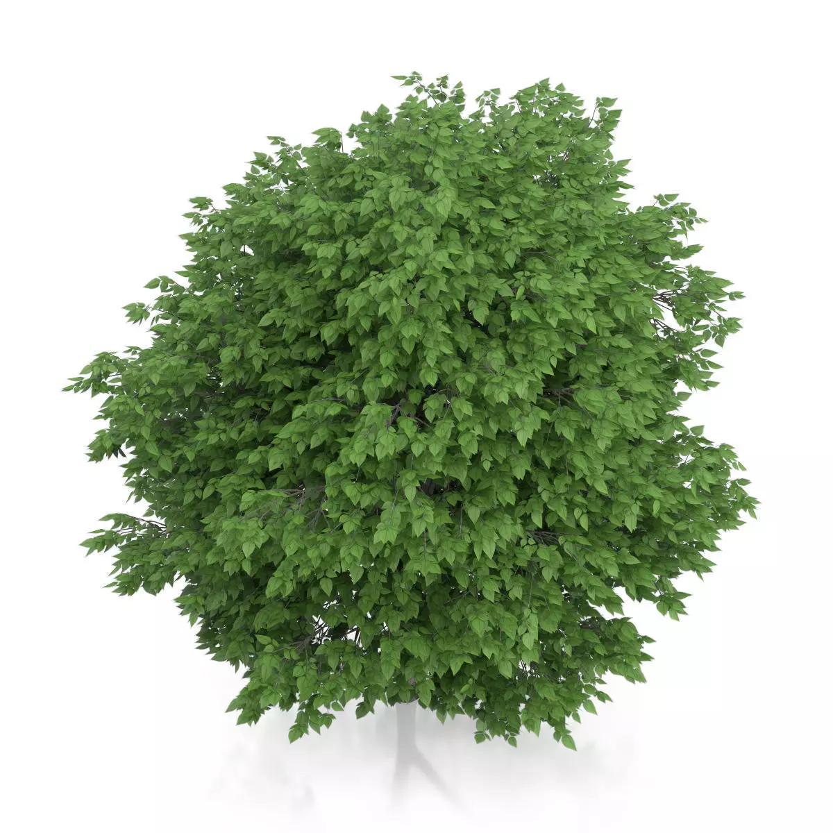 Cigar Tree Catalpa bignonioides 3D model_4