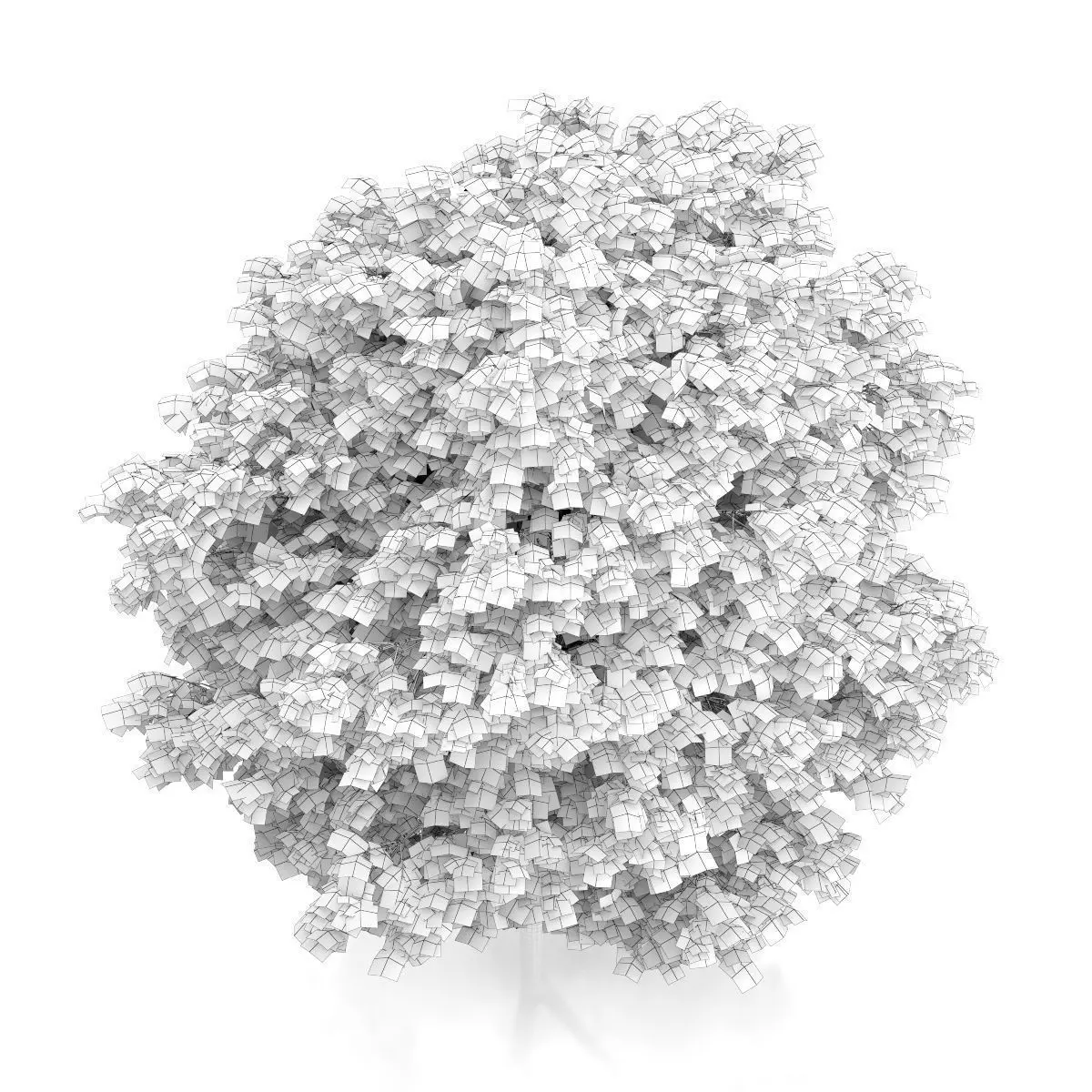 Cigar Tree Catalpa bignonioides 3D model_5